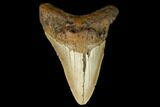 Fossil Megalodon Tooth - North Carolina #124947-1